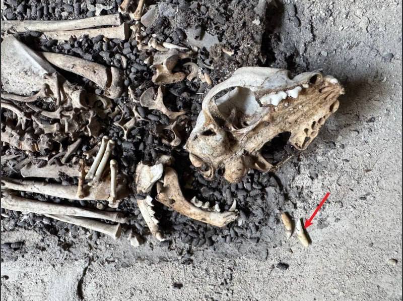 🎥曝光:#柬埔寨 这是个乌龙事件 现场是一只狗的尸骨 后续关注