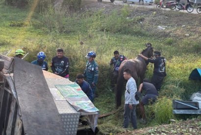 泰国新闻 摩托车突然变道致卡车侧翻!两匹马被困受损拖车 救援人员破拆救出送医