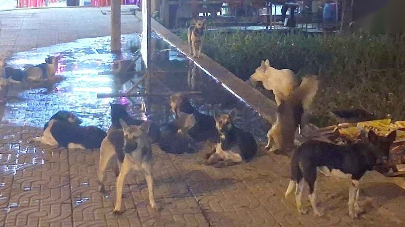 流浪狗 巴吞他尼 雨季灾害