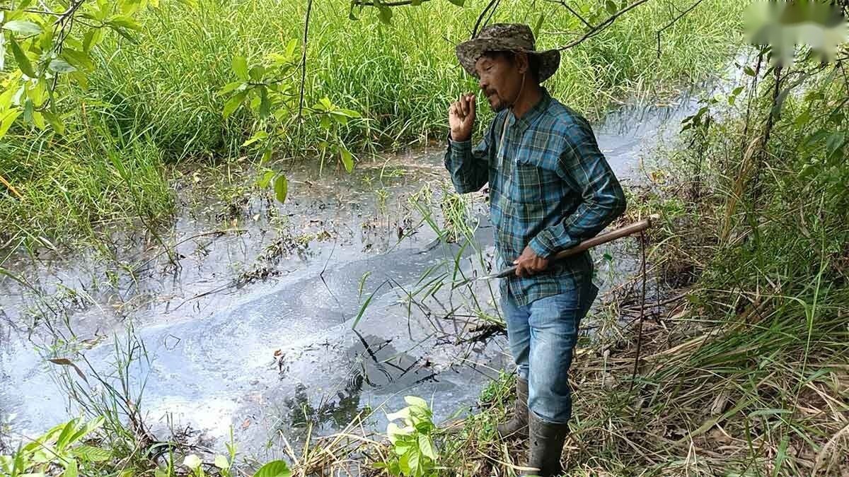 泰国巴真府稻田出现油污黑水,民众促请工业部长实地调查