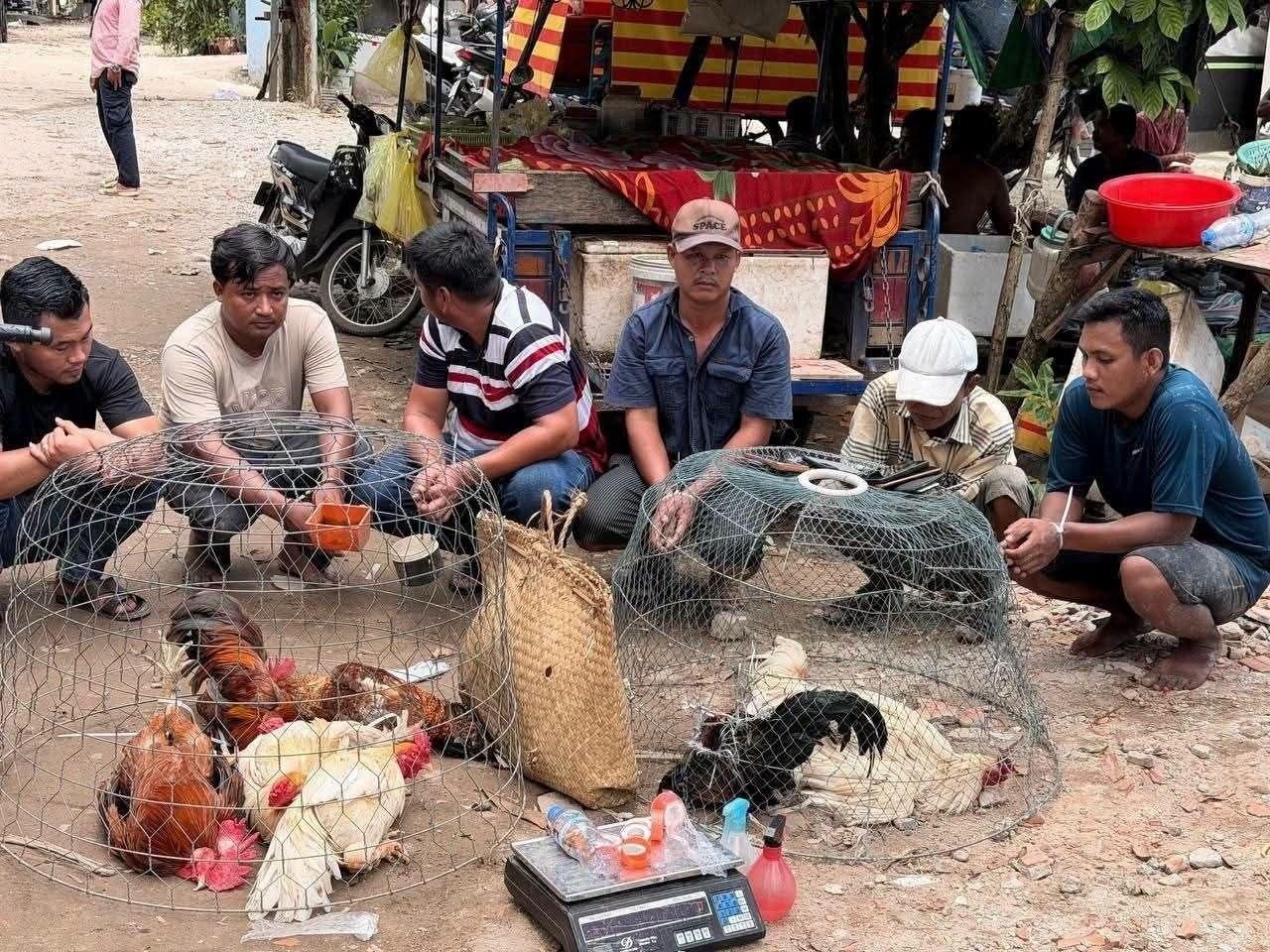 西港警方捣毁一非法斗鸡赌博窝点