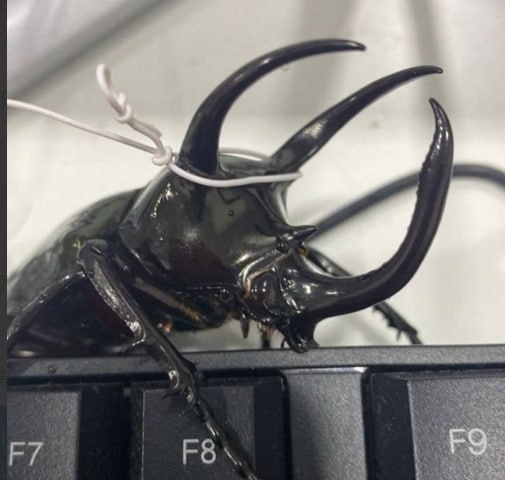网友投稿:我和我的高加索甲虫