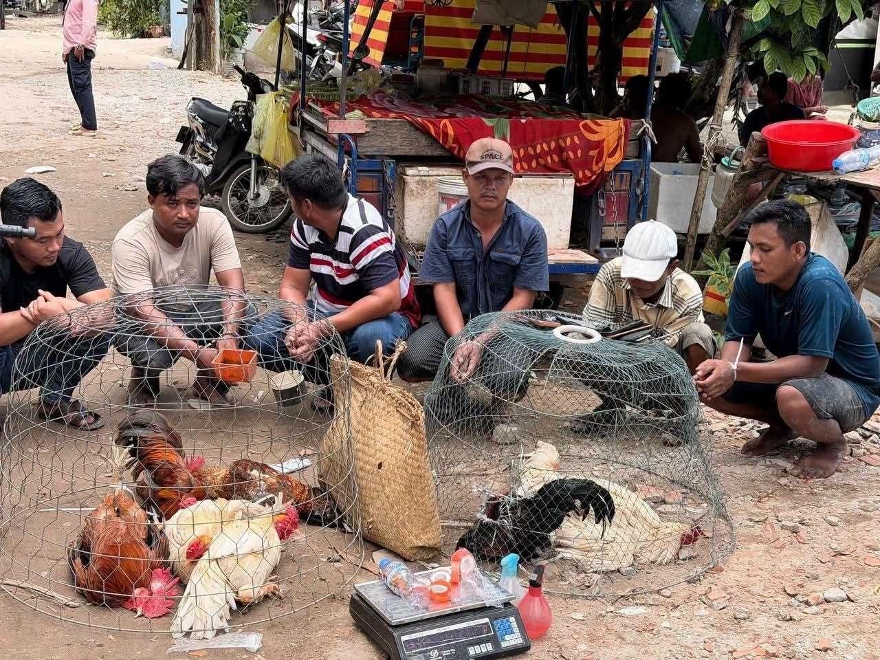 西港警方捣毁一非法斗鸡赌博窝点